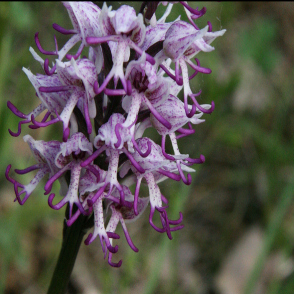 Orchis simia